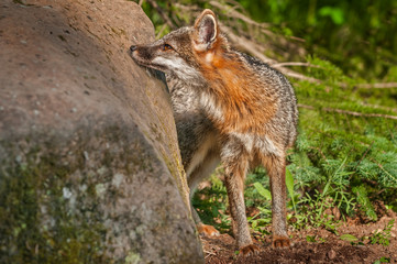 Grey Fox Vixen (Urocyon cinereoargenteus) Sniffs Rock