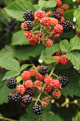 detail of blackberries plant