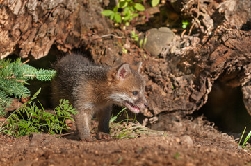 Grey Fox Kit (Urocyon cinereoargenteus) Looks Right