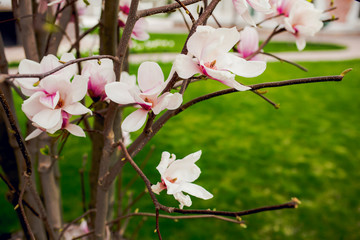 Fototapeta na wymiar Beautiful light pink magnolia flowers on green grass background.
