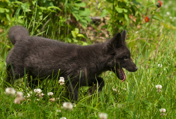 Young Silver Fox (Vulpes vulpes) Stalks Right