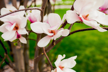 Beautiful light pink magnolia flowers on green grass background.