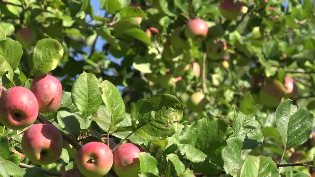 Ripe apple tree fruits in autumn. Focus change between branches. Closeup shot. 4K

