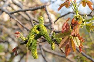 Первые весенние листья и серёжки на дереве в парке