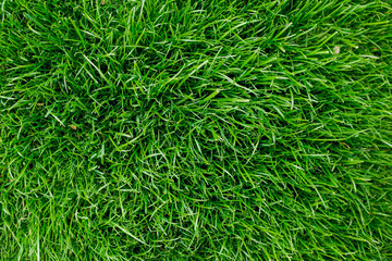 Green grass. Spring concept.
