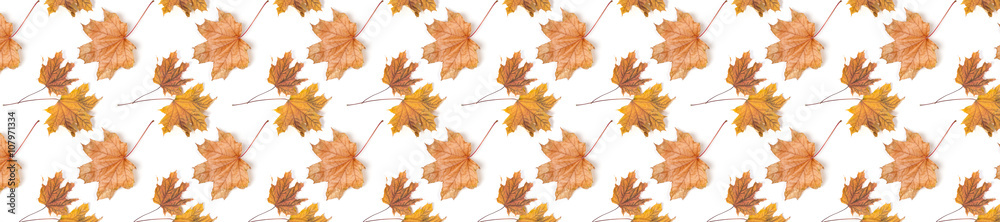 Canvas Prints panorama header pattern repeat maple leaf autumn