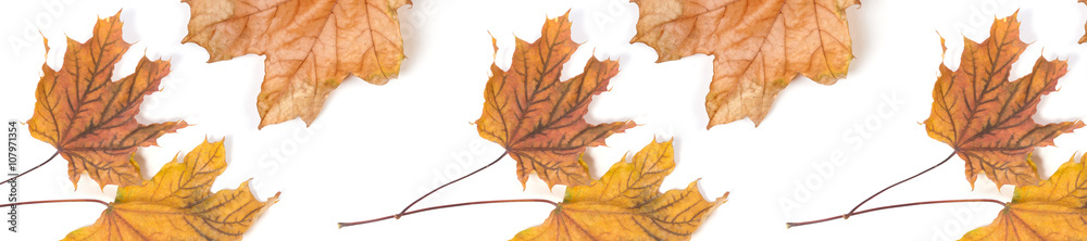 Canvas Prints panorama header pattern repeat maple leaf autumn