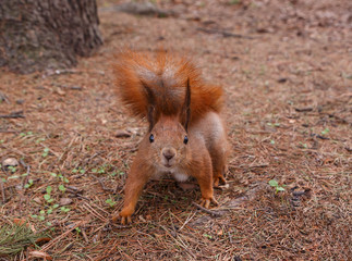 close up of squirrel at pine tree