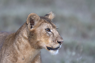 African wild and free lion in natural habitat