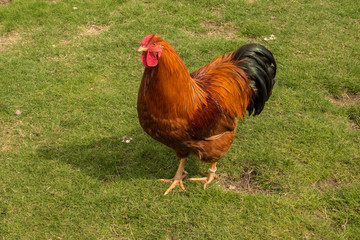 Fototapeta premium rooster on a green meadow.
