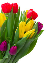 bouquet of  yellow, purple and red  tulips