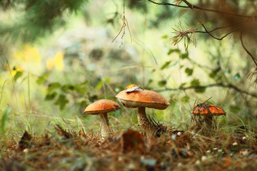 Orange cap bolete mushrooms growing in the green forest