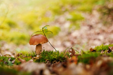 Mushroom in the forest
