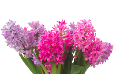 Fototapeta premium Pink and violet hyacinths