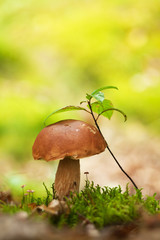 Mushroom in the forest