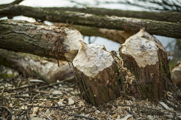 Boughs of trees felled by beavers