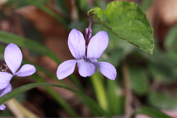 Small purple flower