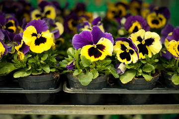 colorful pansies