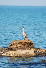 Fototapeta premium Isola di Sardegna, mare, cormorano sulle rocce, water, fauna, mare mediterraneo, estate,