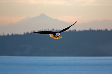 Bald Eagle
