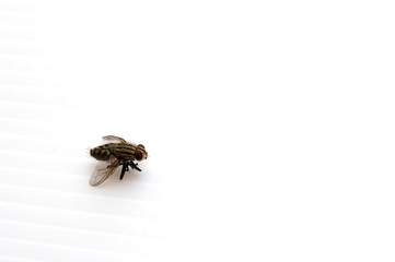 Fly