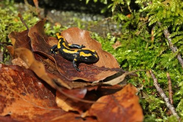 Junger Feuersalamander (Salamandra salamandra) auf Buchenblatt im Nationalpark Kellerwald 