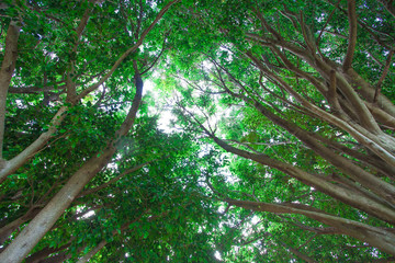 Fototapeta premium Big Ficus Tree