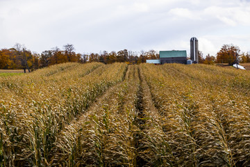 a farmer's crop field