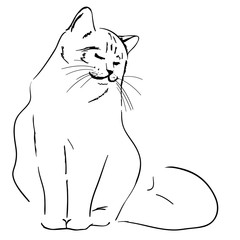 Vector illustration, hand drawn, cat