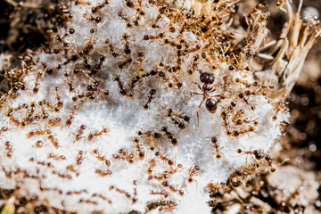 Ant