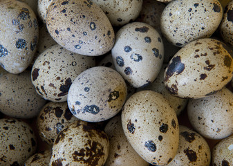 Obraz premium Quail eggs close-up