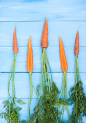 Fresh carrots on a blue wooden background.