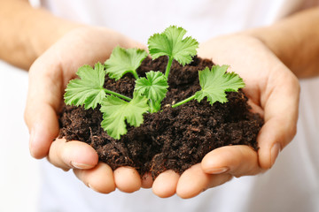 Male hands holding soil and plant, closeup