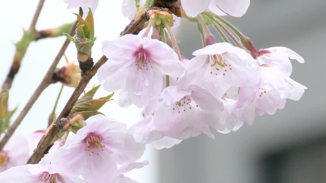 Zoom out shot of raindrops on Somei Yoshino cherry blossom.