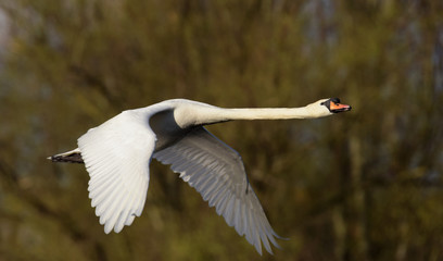 Mute Swan, cygnus olor
