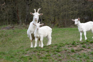 Ziegenmutter mit 2 Jungtieren auf der Weide