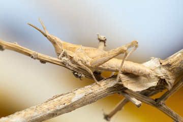 Juvenile slant faced grasshopper