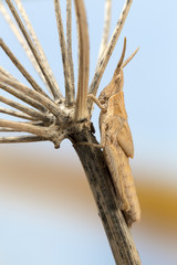 Juvenile slant faced grasshopper