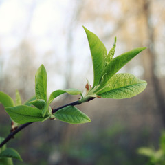 Spring. First gentle leaves on the tree. Vintage effect. Springtime. Toned filter background. Retro photo. Buds and branches macro background.