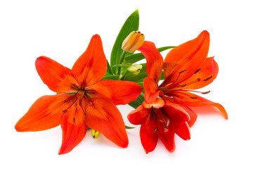 Lily flower with buds isolated on a white background.