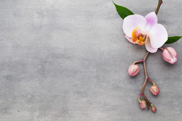 Naklejka na ściany i meble Spa orchid theme objects on grey background.