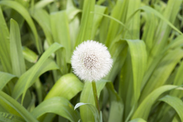 deflowered dandelion in grass greens