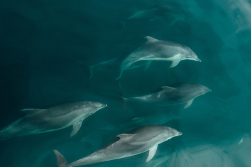 Fototapeta premium Pod of Fast Dolphins in the Wildlife Sea
