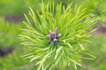 Pine cone on a branch, macro