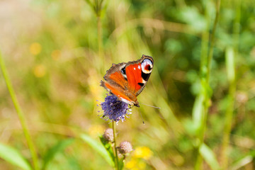 European Peacock (Aglais io), Peacock butterfly. Natural background with colorful insect.