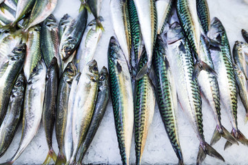 frische Makrelen auf dem Fischmarkt 