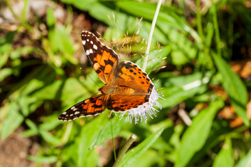 The small tortoiseshell (Aglais urticae) butterfly collect pollen on flower. Natural background with colorful insect.