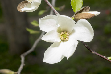 white magnolia flower close-up