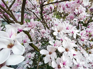 Photo sur Plexiglas Magnolia blühender Mognolienbaum