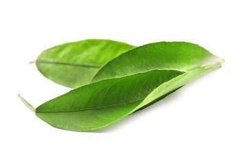 Ficus leaves, isolated on white